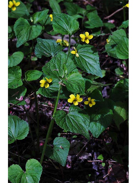Viola pubescens (Downy yellow violet) #75796