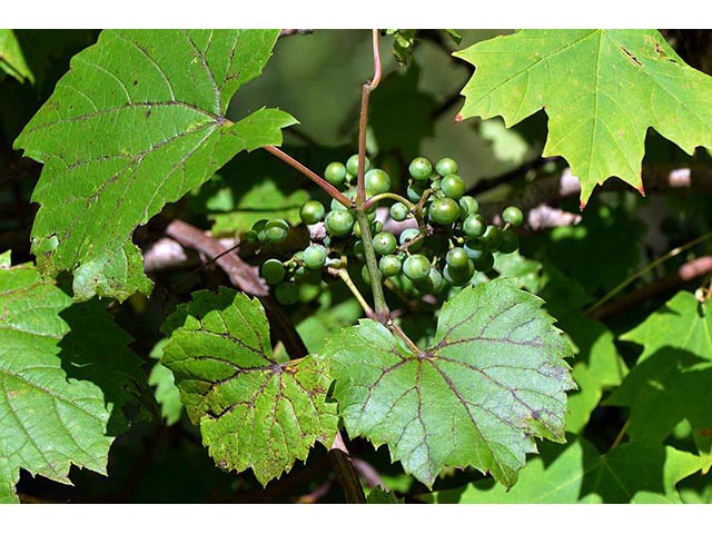 Vitis riparia (Riverbank grape) #75801