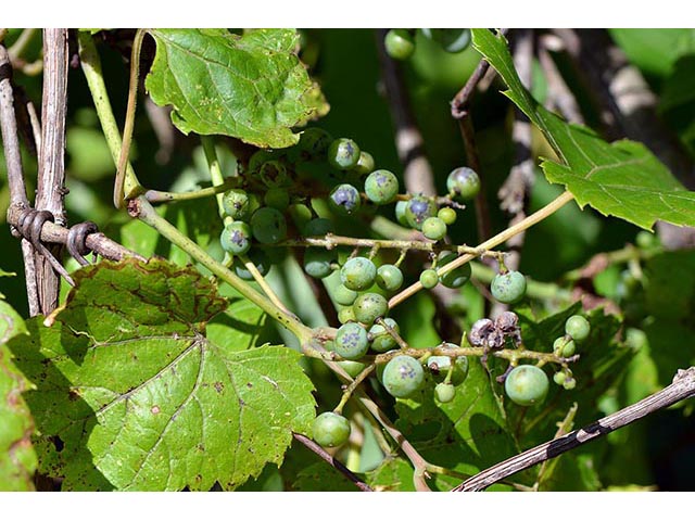 Vitis riparia (Riverbank grape) #75802