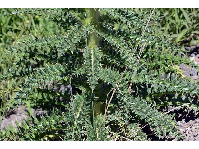 Cirsium peckii (Steen mountain thistle) #75821