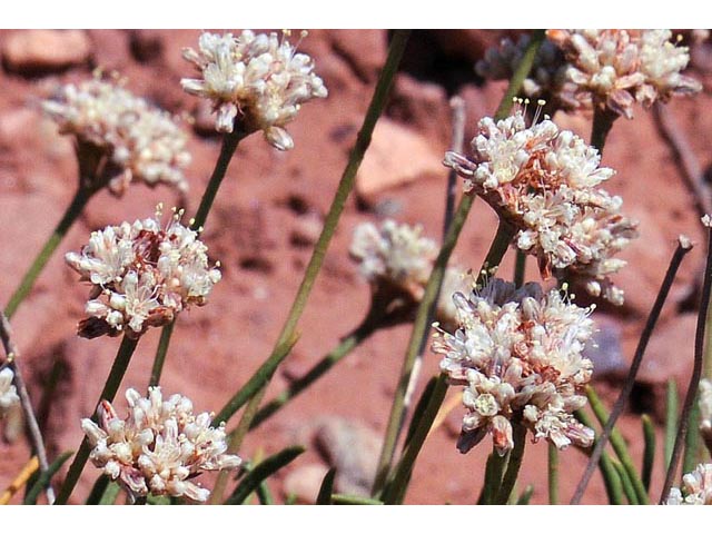 Eriogonum exilifolium (Dropleaf buckwheat) #51975