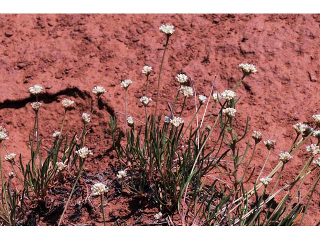 Eriogonum exilifolium (Dropleaf buckwheat) #51976
