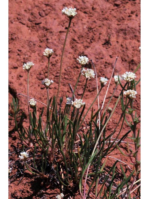 Eriogonum exilifolium (Dropleaf buckwheat) #51977