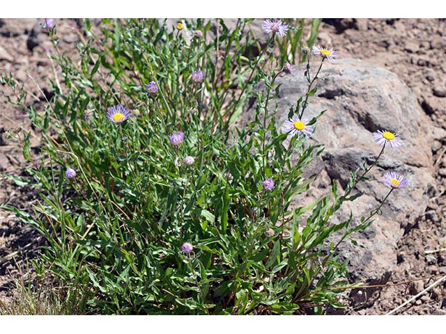 Erigeron peregrinus ssp. callianthemus (Subalpine fleabane) #75853