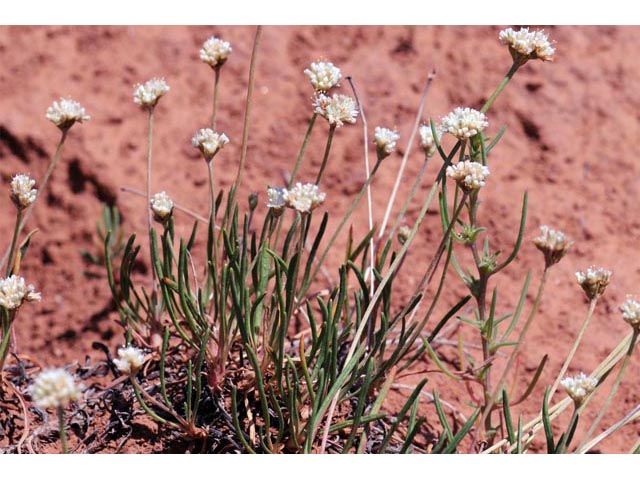 Eriogonum exilifolium (Dropleaf buckwheat) #51978