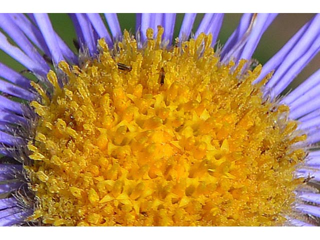 Erigeron peregrinus ssp. callianthemus (Subalpine fleabane) #75860