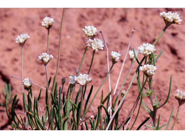Eriogonum exilifolium (Dropleaf buckwheat) #51979