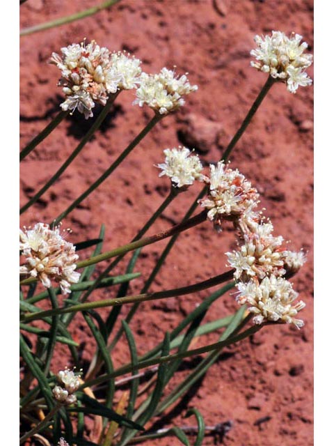 Eriogonum exilifolium (Dropleaf buckwheat) #51981