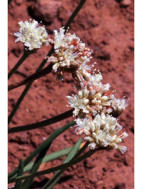 Eriogonum exilifolium (Dropleaf buckwheat) #51982