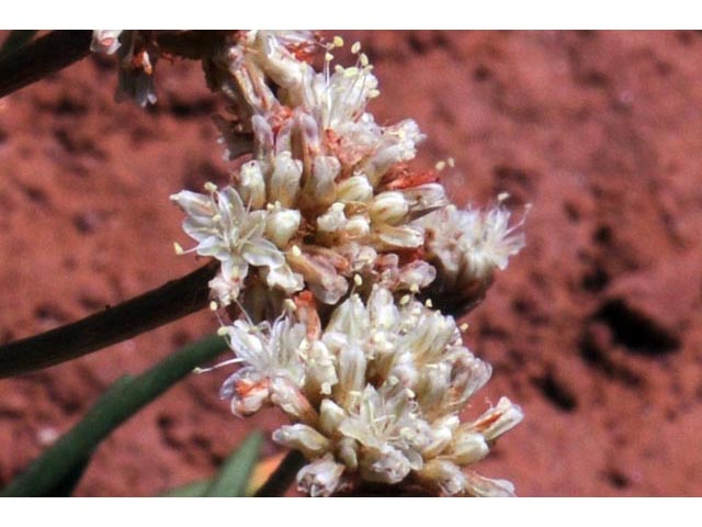 Eriogonum exilifolium (Dropleaf buckwheat) #51983
