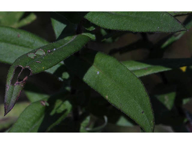 Symphyotrichum novae-angliae (New england aster) #75908