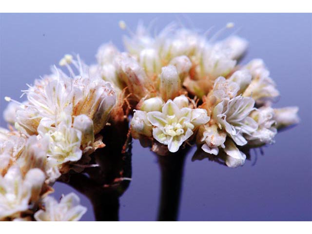 Eriogonum exilifolium (Dropleaf buckwheat) #51984