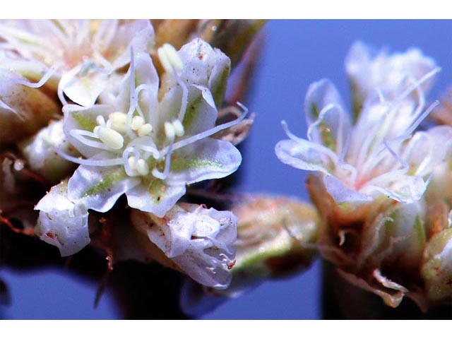 Eriogonum exilifolium (Dropleaf buckwheat) #51985