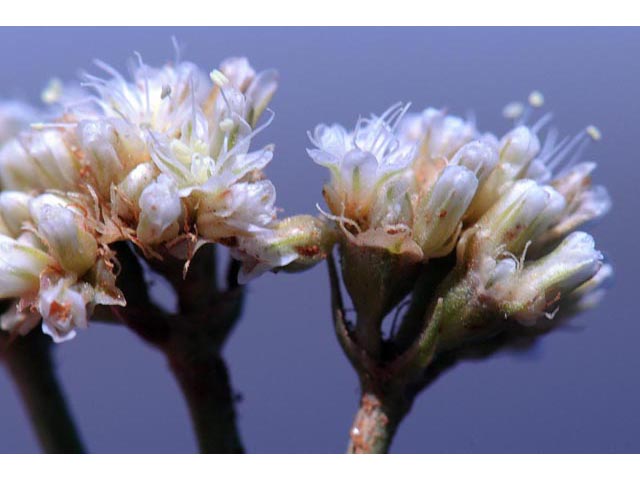 Eriogonum exilifolium (Dropleaf buckwheat) #51986