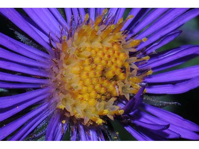 Symphyotrichum novae-angliae (New england aster) #75940