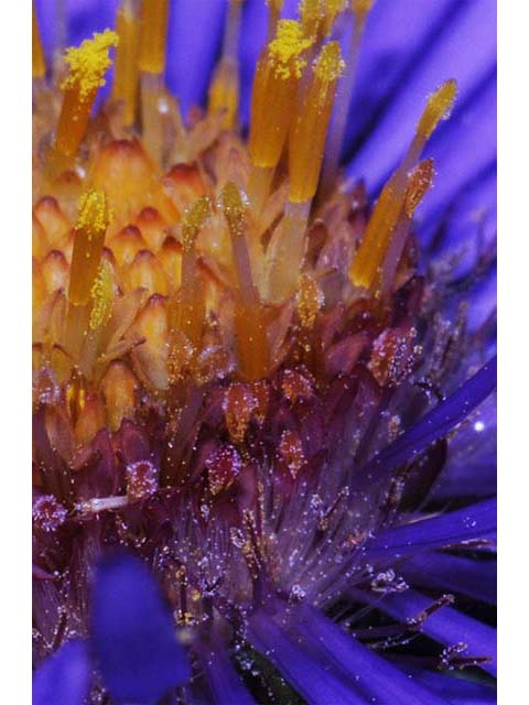 Symphyotrichum novae-angliae (New england aster) #75951