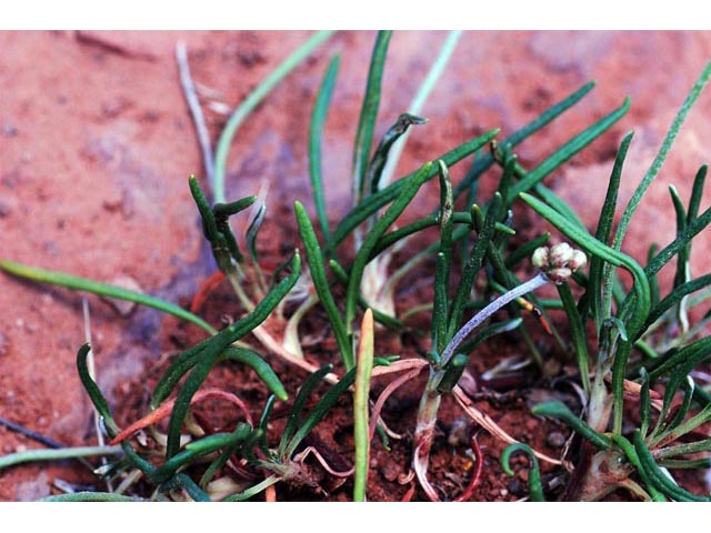 Eriogonum exilifolium (Dropleaf buckwheat) #51988