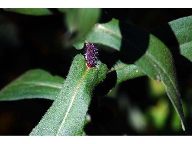 Symphyotrichum novae-angliae (New england aster) #75965