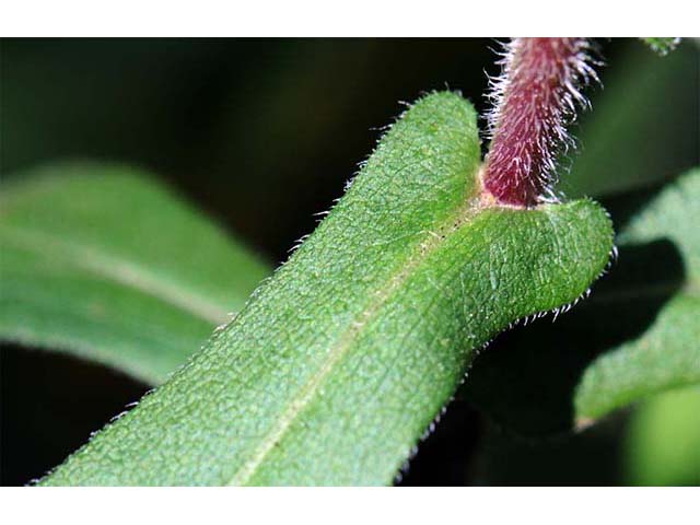 Symphyotrichum novae-angliae (New england aster) #75966