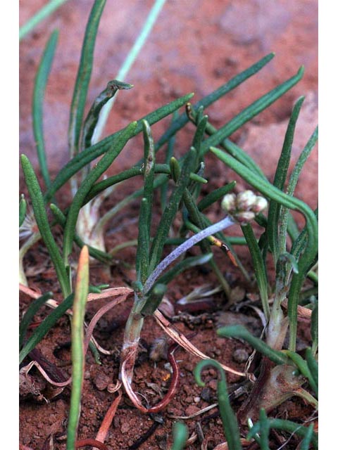 Eriogonum exilifolium (Dropleaf buckwheat) #51989