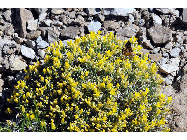 Physaria rectipes (Straight bladderpod) #76056
