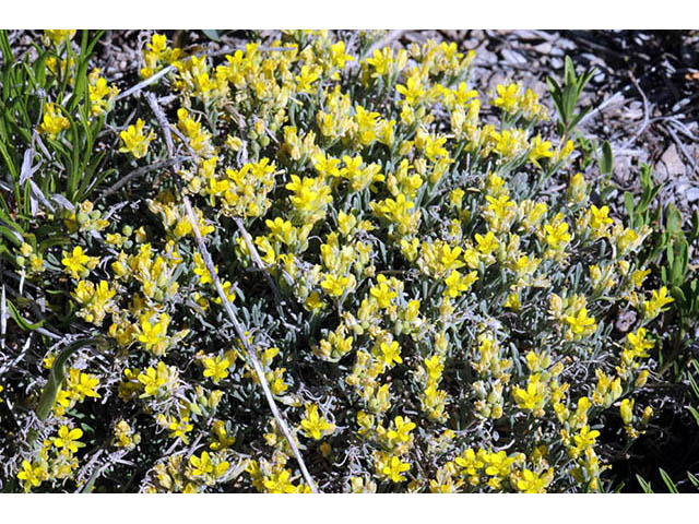 Physaria rectipes (Straight bladderpod) #76057