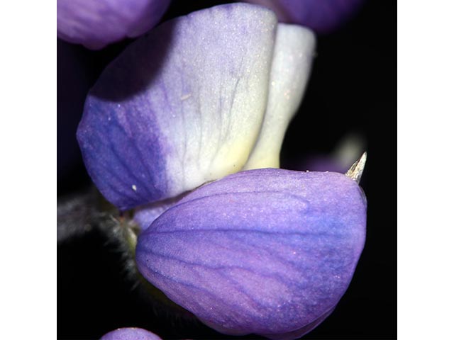 Lupinus argenteus var. laxiflorus (Silvery lupine) #76091