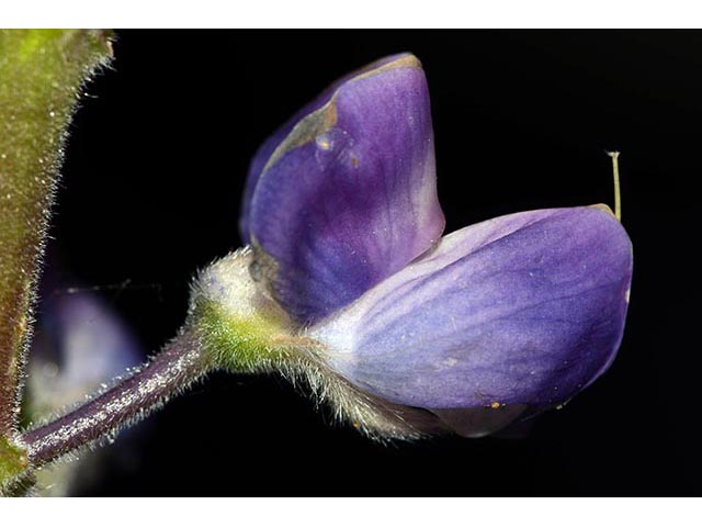 Lupinus argenteus var. laxiflorus (Silvery lupine) #76094