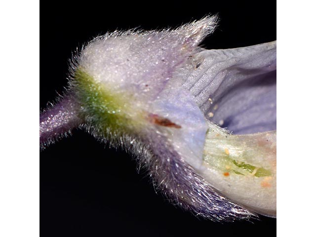 Lupinus argenteus var. laxiflorus (Silvery lupine) #76101