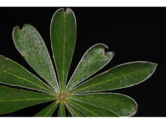 Lupinus argenteus var. laxiflorus (Silvery lupine) #76106