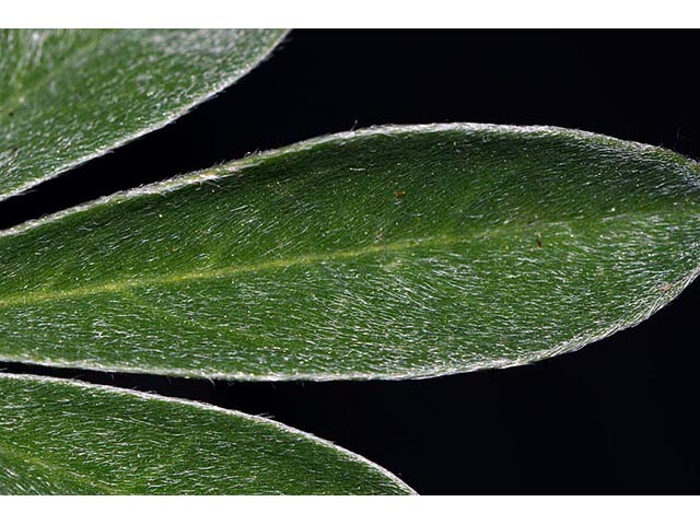 Lupinus argenteus var. laxiflorus (Silvery lupine) #76109
