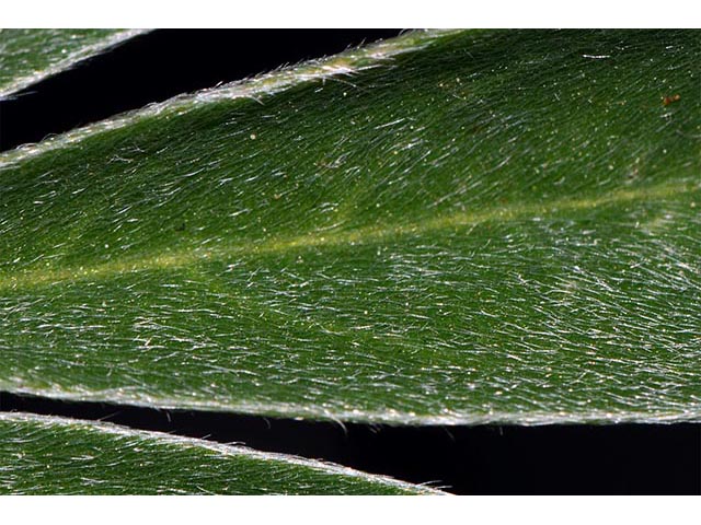 Lupinus argenteus var. laxiflorus (Silvery lupine) #76110