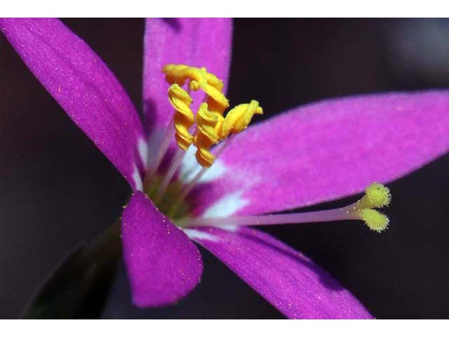 Centaurium venustum ssp. abramsii (Charming centaury) #76128