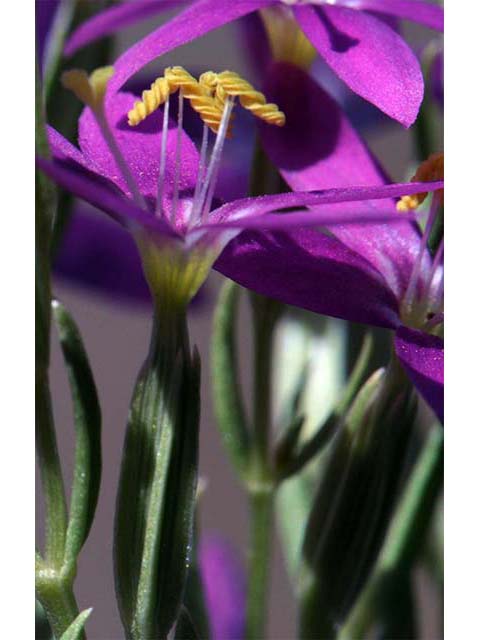 Centaurium venustum ssp. abramsii (Charming centaury) #76134