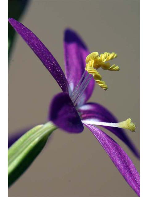 Centaurium venustum ssp. abramsii (Charming centaury) #76136