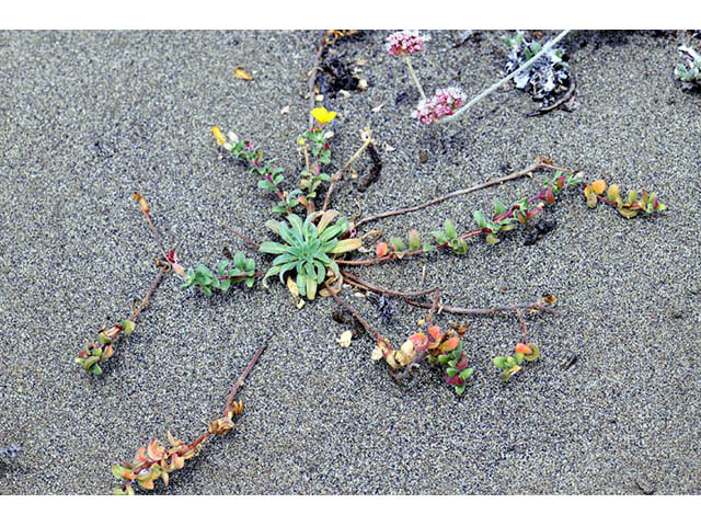 Camissonia cheiranthifolia ssp. cheiranthifolia (Beach suncup) #76241