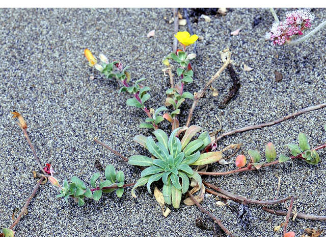 Camissonia cheiranthifolia ssp. cheiranthifolia (Beach suncup) #76242