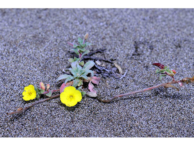 Camissonia cheiranthifolia ssp. cheiranthifolia (Beach suncup) #76243