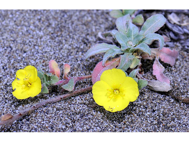 Camissonia cheiranthifolia ssp. cheiranthifolia (Beach suncup) #76244