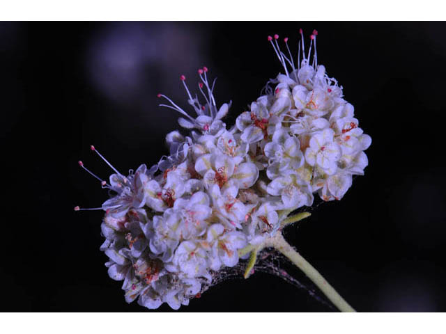 Eriogonum fasciculatum var. foliolosum (Eastern mojave buckwheat) #52032