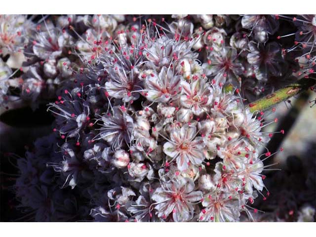 Eriogonum fasciculatum var. foliolosum (Eastern mojave buckwheat) #52056
