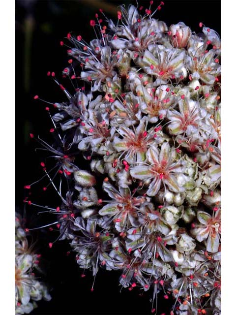 Eriogonum fasciculatum var. foliolosum (Eastern mojave buckwheat) #52060