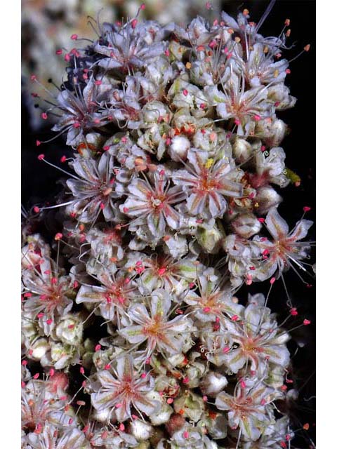 Eriogonum fasciculatum var. foliolosum (Eastern mojave buckwheat) #52061