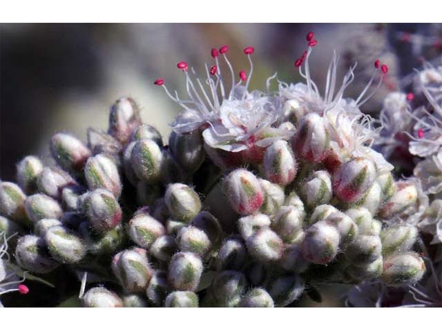Eriogonum fasciculatum var. foliolosum (Eastern mojave buckwheat) #52073