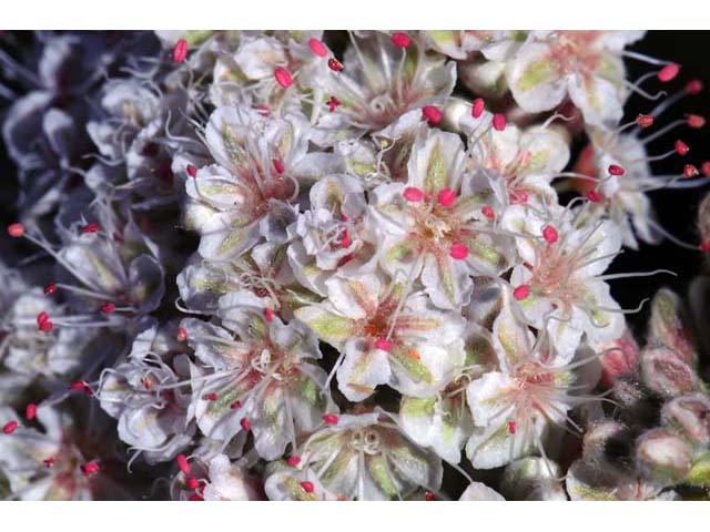 Eriogonum fasciculatum var. foliolosum (Eastern mojave buckwheat) #52079