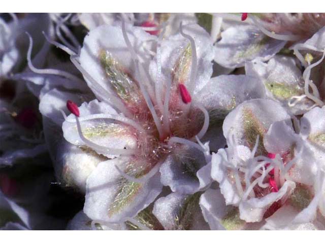 Eriogonum fasciculatum var. foliolosum (Eastern mojave buckwheat) #52081