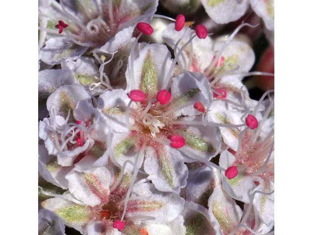 Eriogonum fasciculatum var. foliolosum (Eastern mojave buckwheat) #52082