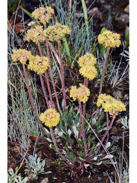 Eriogonum flavum var. piperi (Piper's golden buckwheat) #52084