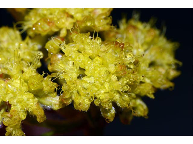 Eriogonum flavum var. piperi (Piper's golden buckwheat) #52088