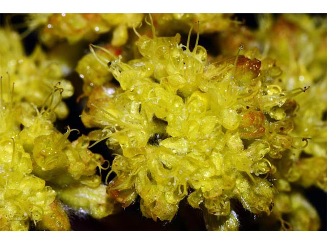 Eriogonum flavum var. piperi (Piper's golden buckwheat) #52089